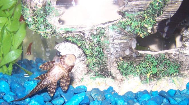 freshwater fish - glyptoperichthys gibbiceps - sailfin pleco (l-83) stocking in 29 gallons tank - pleco