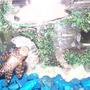 freshwater fish - glyptoperichthys gibbiceps - sailfin pleco (l-83) stocking in 29 gallons tank - pleco