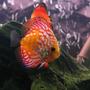 freshwater fish - rainbow pigeon discus stocking in 72 gallons tank - Most beautiful discus ever.