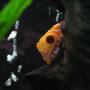freshwater fish - symphysodon sp. - yellow marlboro discus stocking in 72 gallons tank - Yellow Marlboro
