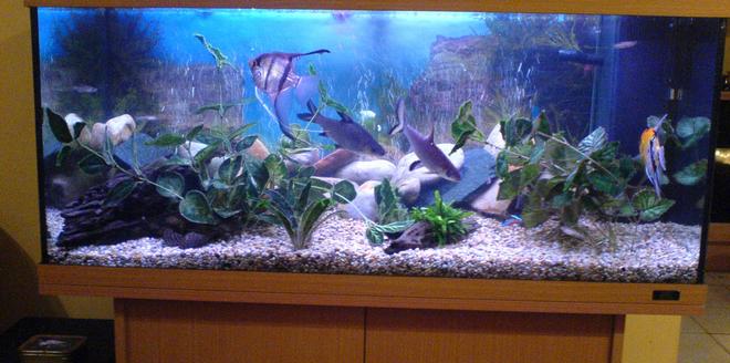 46 gallons freshwater fish tank (mostly fish and non-living decorations) - my tank during the fishes daytime