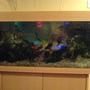 fish tank picture - Night Night fishy's. Sorry about the quality