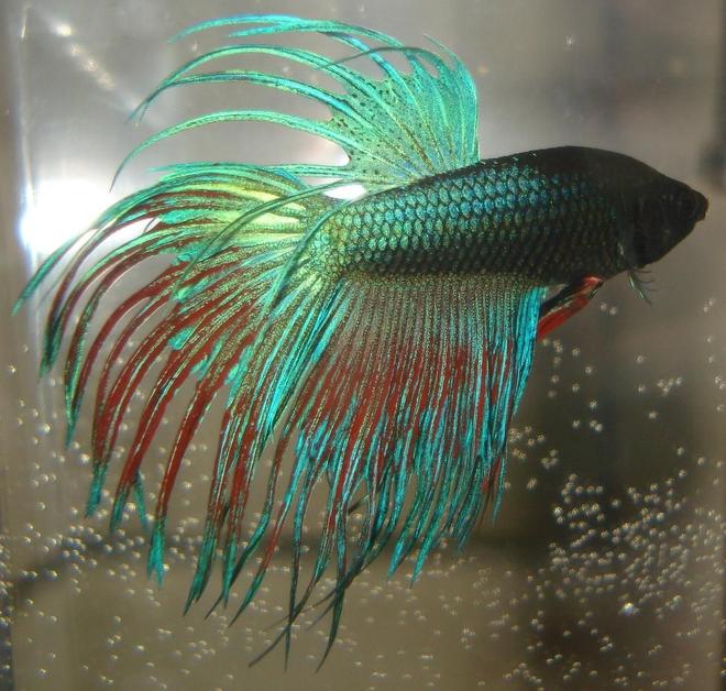 freshwater fish - betta splendens - crown tail betta stocking in 55 gallons tank - Betta Splendens "Crowntail" male