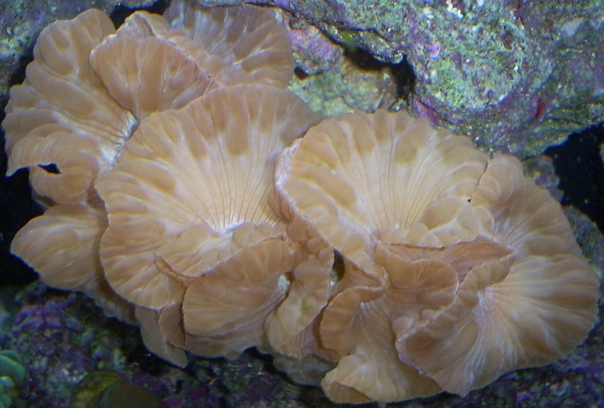 corals inverts - nemanzophyllia turbida - fox coral stocking in 110 gallons tank - Fox coral