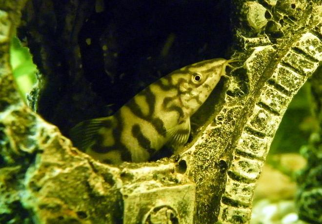 freshwater fish - botia lohachata - lohachata botia loach stocking in 32 gallons tank - Pakistani (Commando) Loach