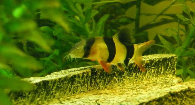 freshwater fish - botia macracantha - clown loach stocking in 32 gallons tank - Clown Loach 2