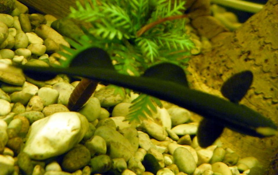 freshwater fish - apteronotus albifrons - black ghost knifefish stocking in 32 gallons tank - Black Ghost Knife Fish (From Top)