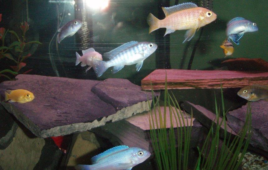 Rated #1241: Freshwater Fish - Aulonocara Nyassae - Blue Peacock Cichlid Stocking In 20 Gallons Tank - My africans
