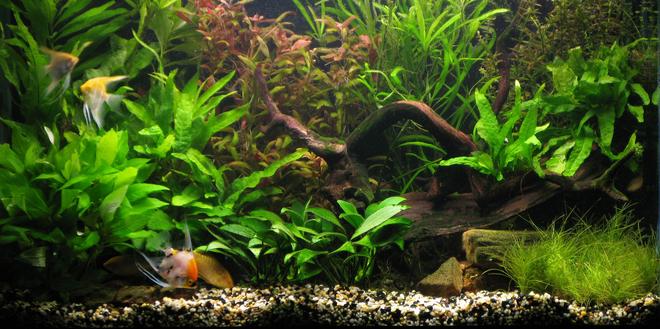 44 gallons planted tank (mostly live plants and fish) - Low-light, no co2 tank, 1 year old.