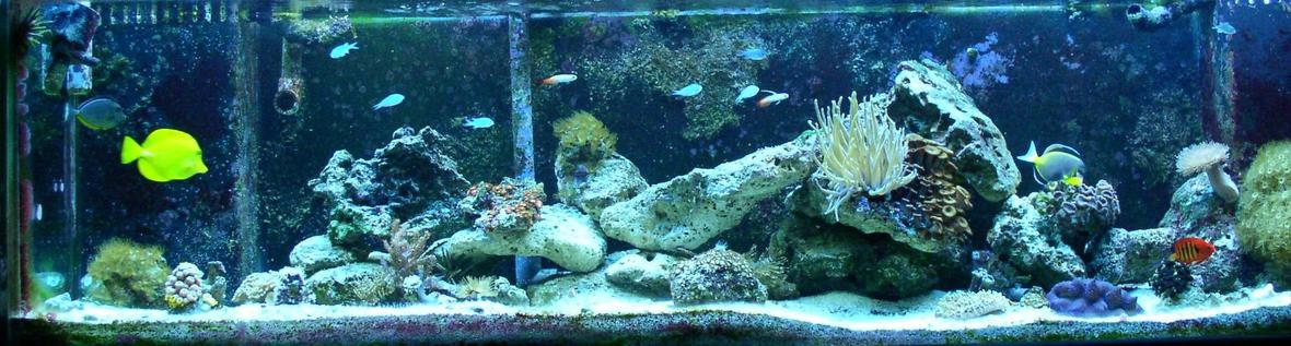 125 gallons reef tank (mostly live coral and fish) - 125 LONG