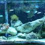 125 gallons reef tank (mostly live coral and fish) - 125 LONG