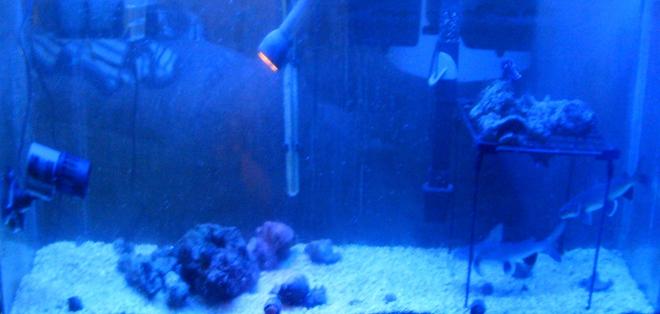 55 gallons saltwater fish tank (mostly fish, little/no live coral) - Deep Sea