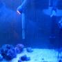 55 gallons saltwater fish tank (mostly fish, little/no live coral) - Deep Sea