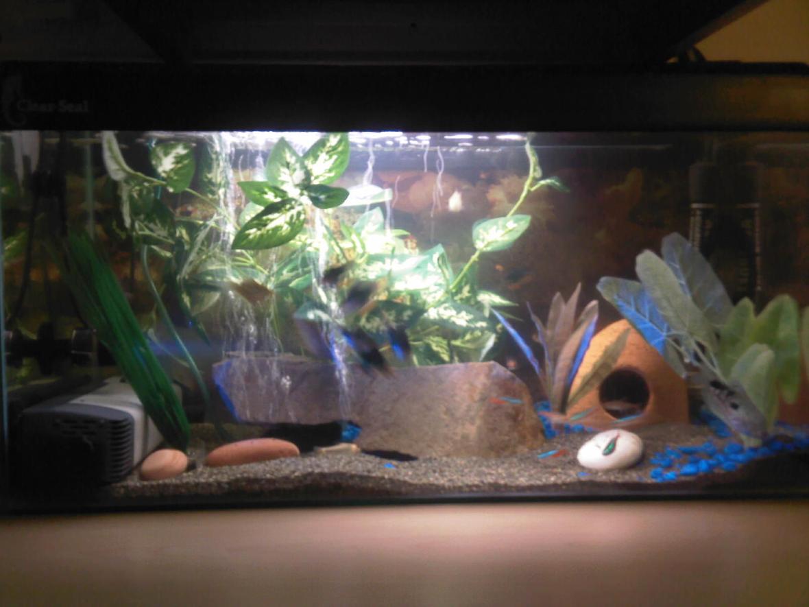 12 gallons freshwater fish tank (mostly fish and non-living decorations) - black sand river environment