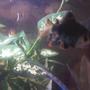 fish tank picture - Green Tiger Barb