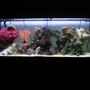 125 gallons reef tank (mostly live coral and fish) - new tank