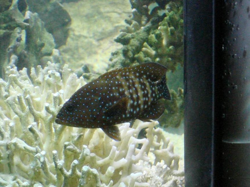 Rated #83: Saltwater Fish - Cephalopholis Miniatus - Miniatus Grouper Stocking In 125 Gallons Tank - the grouper