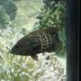 saltwater fish - cephalopholis miniatus - miniatus grouper stocking in 125 gallons tank - the grouper
