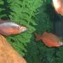 freshwater fish - glossolepis incisis - red irian rainbow stocking in 55 gallons tank - red rainbow