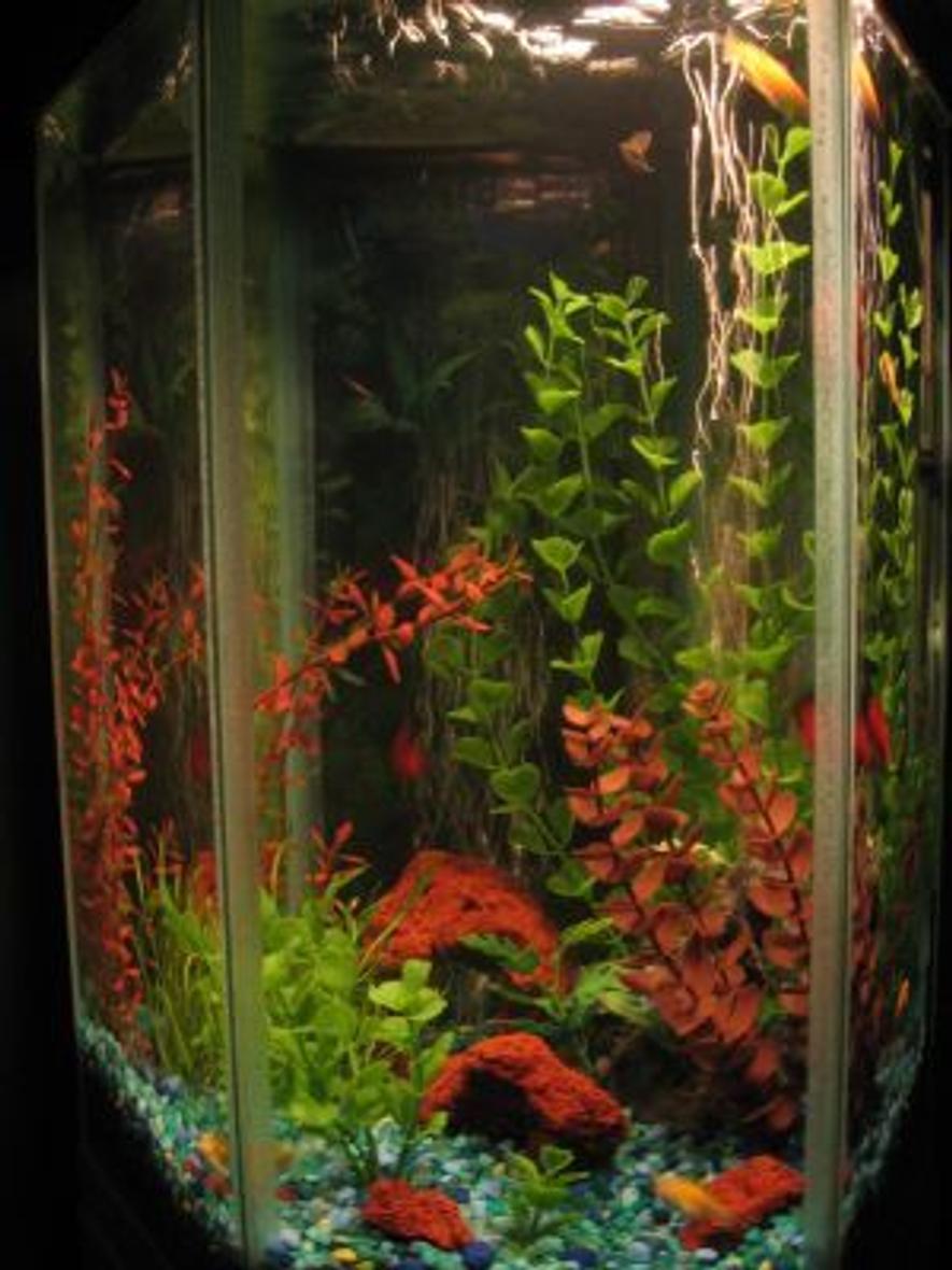 Rated #3123: 22 Gallons Freshwater Fish Tank - default