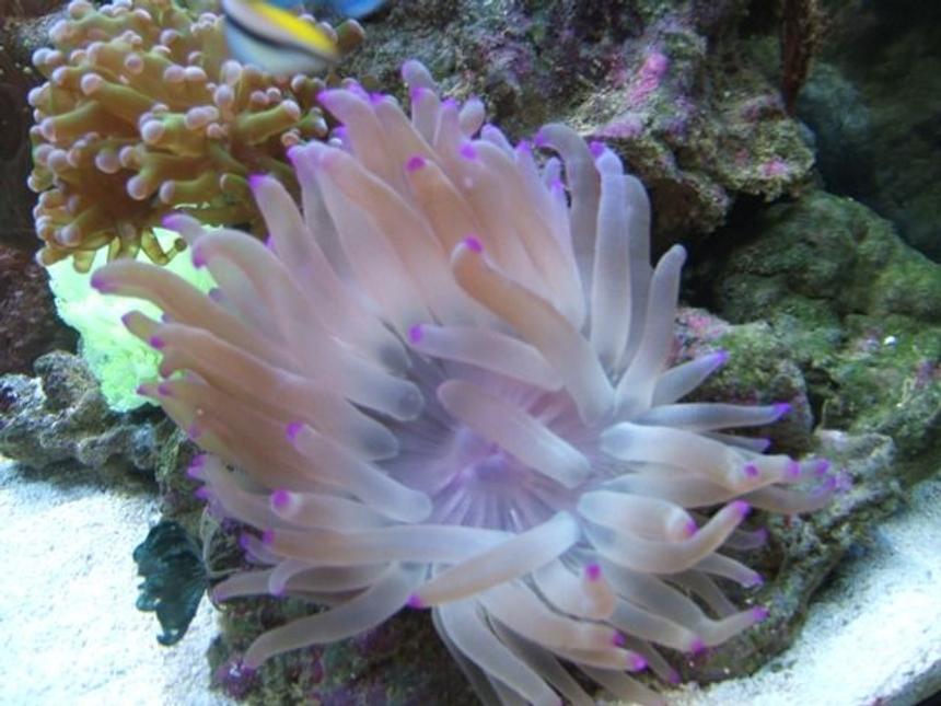 Rated #430: Corals Inverts - Condylactis Sp. - Haitian Reef Anemone Stocking In 72 Gallons Tank - Purple Condi