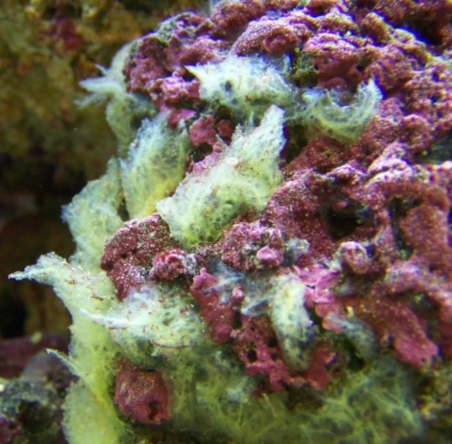 corals inverts - psuedaxinella lunaecharta - red ball sponge stocking in 46 gallons tank - merrily growing sponge