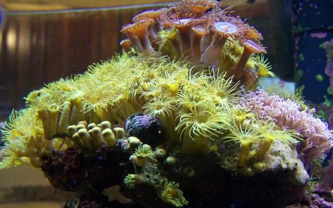 corals inverts - zoanthus sp. - yellow polyps stocking in 46 gallons tank - polyp