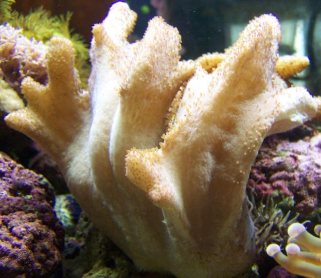 corals inverts - scleronephthya sp. - flower tree coral, colony stocking in 46 gallons tank