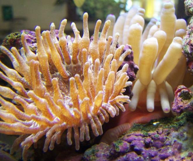 corals inverts - macrodactyla doreensis - long tentacle anemone stocking in 46 gallons tank