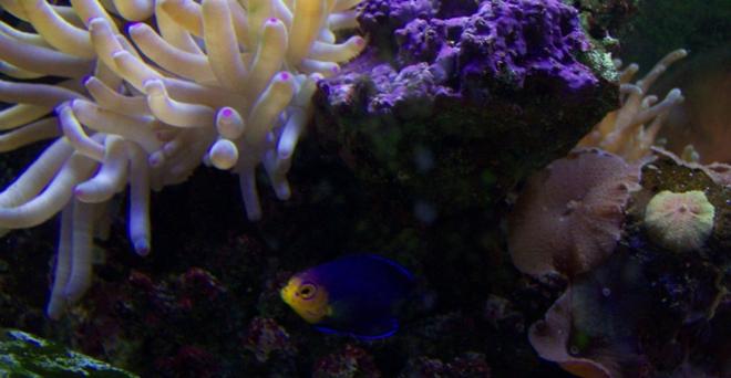 corals inverts - condylactis sp. - haitian reef anemone stocking in 46 gallons tank