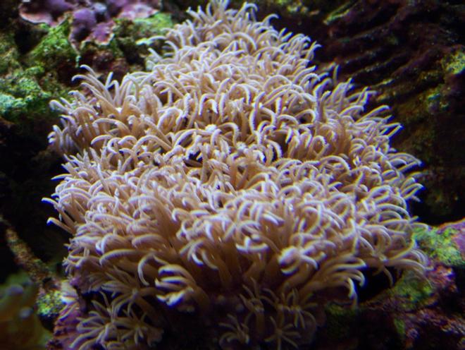 corals inverts - briareum sp. - starburst polyp stocking in 46 gallons tank