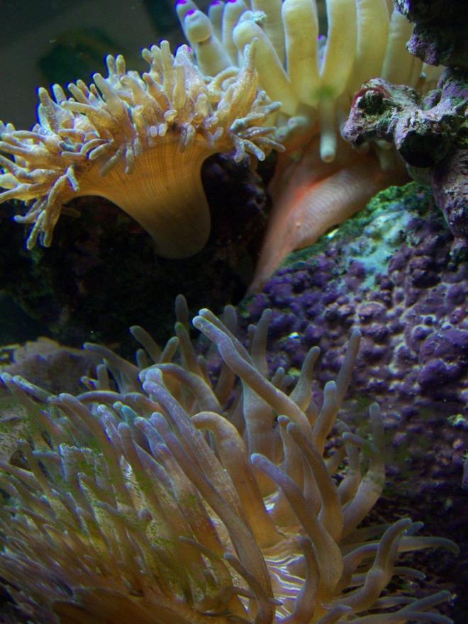 corals inverts - macrodactyla doreensis - long tentacle anemone stocking in 46 gallons tank