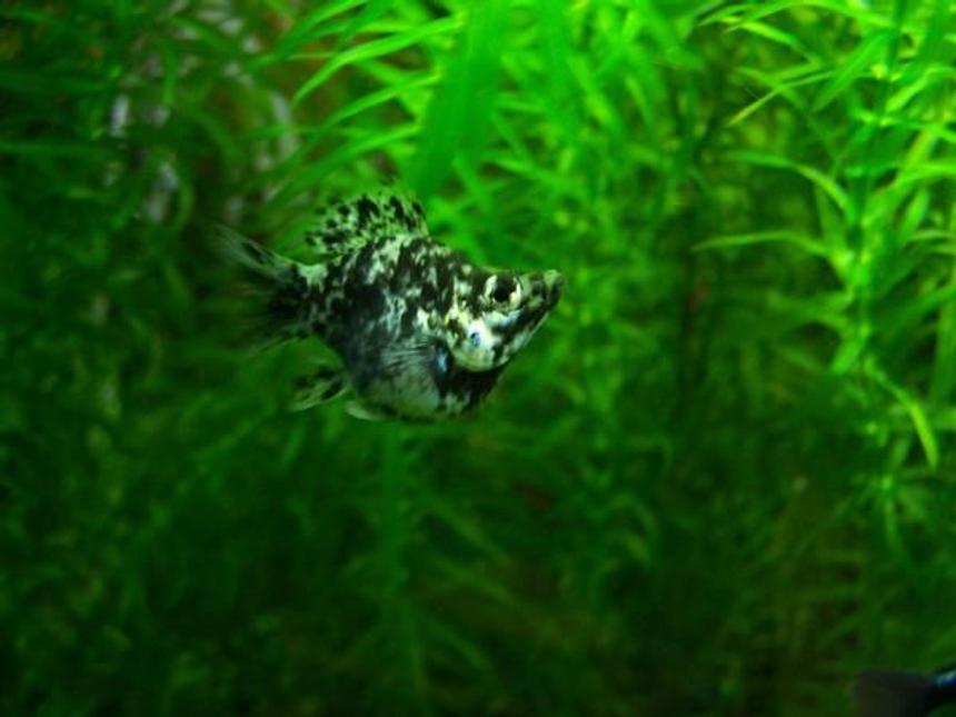 Rated #1701: Freshwater Fish - Poecilia Latipinna - Balloon Molly Stocking In 60 Gallons Tank - pretty cool little balloon molly, little bit too agressive to keep with some fish but very cool to look at