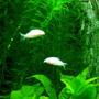 freshwater fish - corydoras aeneus - albino aeneus cory cat stocking in 60 gallons tank - best little fish, they're cool to look at and have a great nature to them, they race around the tank and are gentle as eva, great little dudes