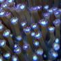 corals inverts - alveopora sp. - alveopora coral stocking in 100 gallons tank - .