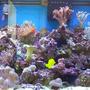 65 gallons reef tank (mostly live coral and fish)