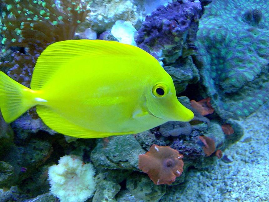Rated #23: Saltwater Fish - Zebrasoma Flavescens - Yellow Tang - Hawaii Stocking In 100 Gallons Tank - .