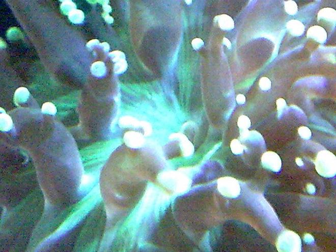 corals inverts - euphyllia paradivisa - frogspawn coral stocking in 100 gallons tank - .