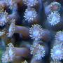 corals inverts - alveopora sp. - alveopora coral stocking in 100 gallons tank - .