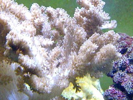 corals inverts - cladiella sp. - cauliflower colt coral stocking in 100 gallons tank - .