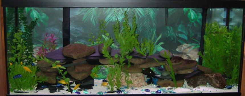 Rated #94: 55 Gallons Freshwater Fish Tank - 55 gallon stocked with 11 P. demasoni, 10 L. caeruleus, two Synodontis petricola and three plecos. Filtration provided by a Emperor 400 and a AquaClear 50.