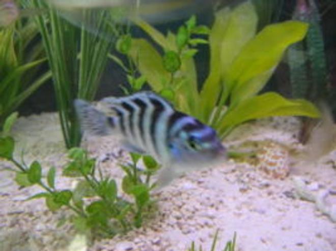 freshwater fish - metriaclima lombardoi - kenyi cichlid stocking in 125 gallons tank - My kenyi chiclid.