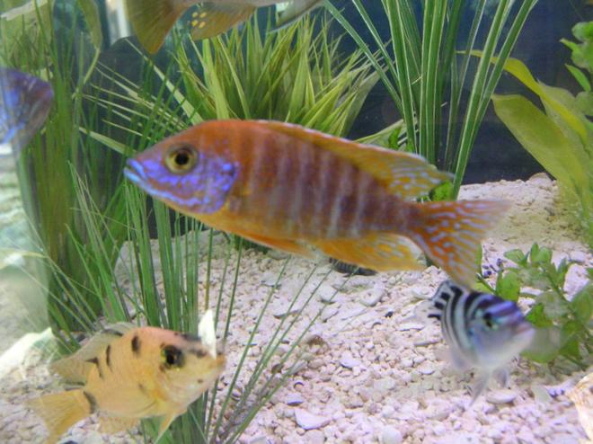 freshwater fish - aulonocara rubescens - ruby red peacock stocking in 125 gallons tank - My peacock chiclid.