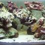60 gallons reef tank (mostly live coral and fish) - i miss it, its gone now. it all died after the lights went out and i was away for a month.....