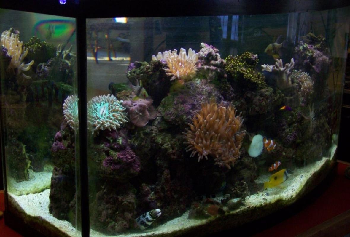 46 gallons reef tank (mostly live coral and fish) - 46 gallon, 70 pounds of live rock