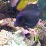 saltwater fish - acanthurus olivaceous - orangeshoulder tang stocking in 46 gallons tank -