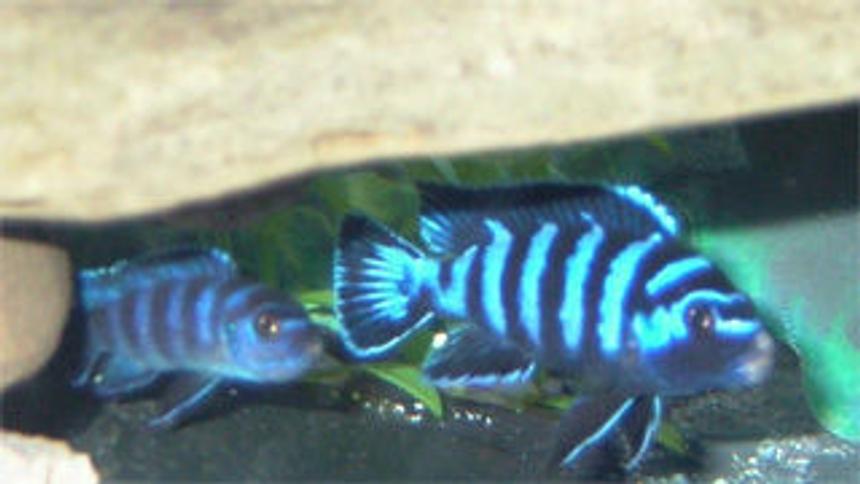 Rated #727: Freshwater Fish - Pseudotropheus Demasoni - Demasoni Cichlid Stocking In 55 Gallons Tank - Juvinile female Pseudotropheus demasoni (left), Young adult male Pseudotropheus demasoni (right). Male has evidence of a recent territory dispute (white lips). Apparently he won!