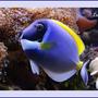 saltwater fish - acanthurus leucosternon - powder blue tang stocking in 125 gallons tank - Powder Blue Tang in my 125 gallons reef