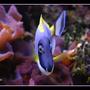 saltwater fish - acanthurus leucosternon - powder blue tang stocking in 125 gallons tank - Powder Blue Tang in my 125 reef