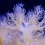 corals inverts - cladiella sp. - cauliflower colt coral stocking in 125 gallons tank - Macro of Colt Coral in my 125 gallons reef